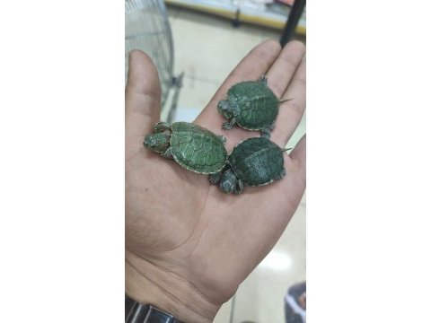 Bebek kırmızı yanak su kaplumbağaları