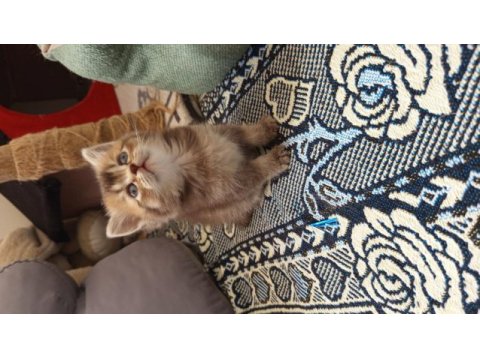 British shorthair yavrularımız yeni yuvasını arıyor