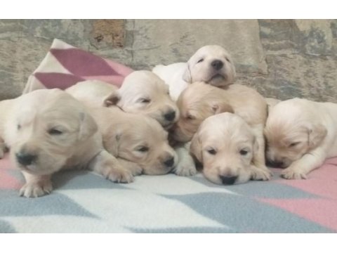 A+ kalite golden retriever yavrular 81 ile gönderim mevcut