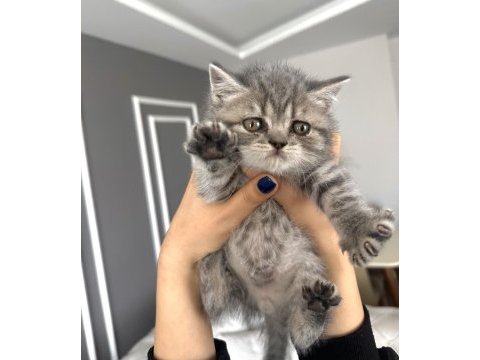 British shorthair blue tabby