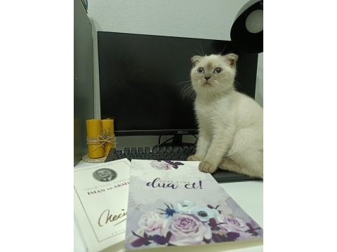 Pamuk kedimi sahiplendiriyorum