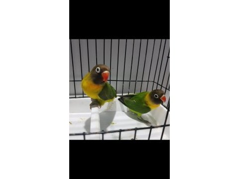 Renk renk üst vasıf kaliteli cennet papağanı yavrular