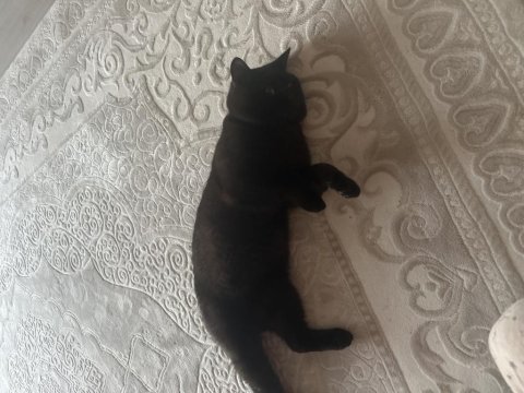 1 yaşında british shorthair