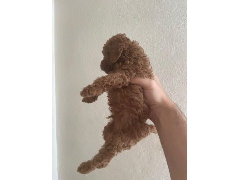 Toy poodle bebeklerim yeni yuvalarına gitmeye hazır