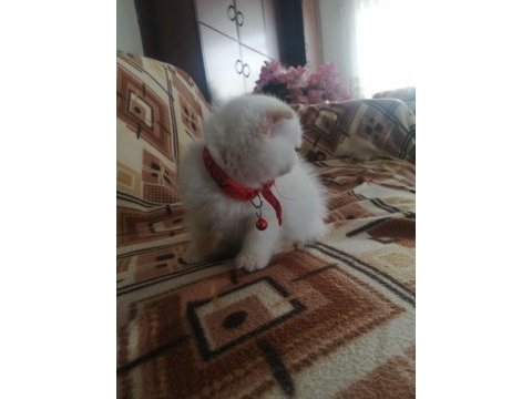 Ücretli sahiplendirme scottish fold blue point