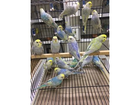 Rainbow muhabbet kuşları