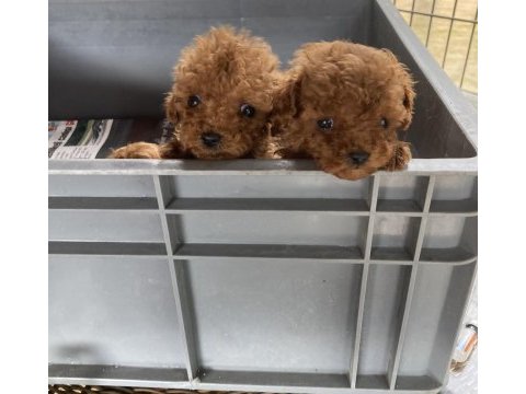Bunlar çok bebiş köpekler