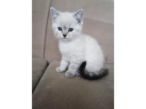Blue point erkek british shorthair bebekler