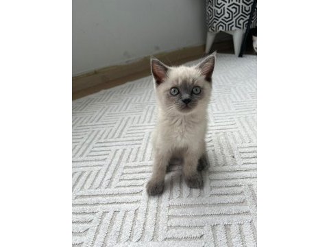 3 aylık blue point dişi