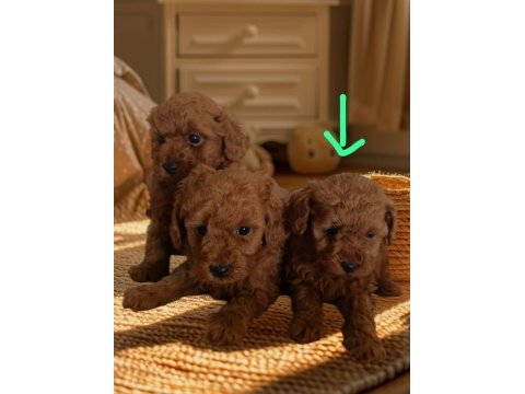 Saf toy poodle nadir kalite