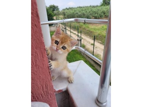 Golden british shorthair