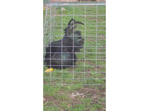 Alman australorp tavuklar