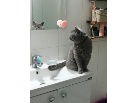 Minik canavarlar british shorthair