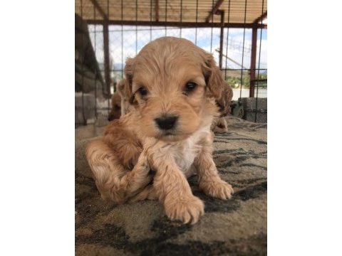Sevimli ırk maltipoo