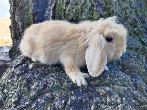 Kayseri'den evcil sevimli lop tavşanlar