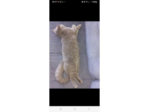 Yakışıklı british shorthair oğlum duman
