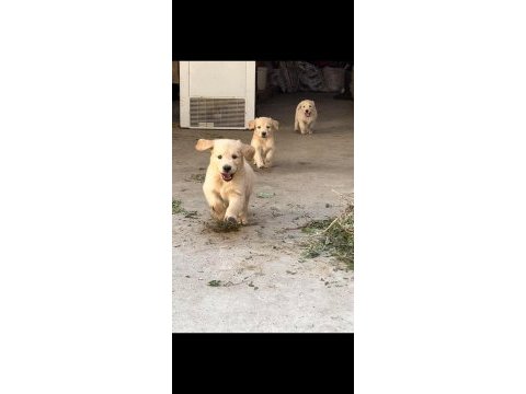 Safkan baby face (bebek yüz) golden retriever puppy
