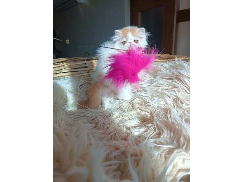 Show kalite iran persian kedisi