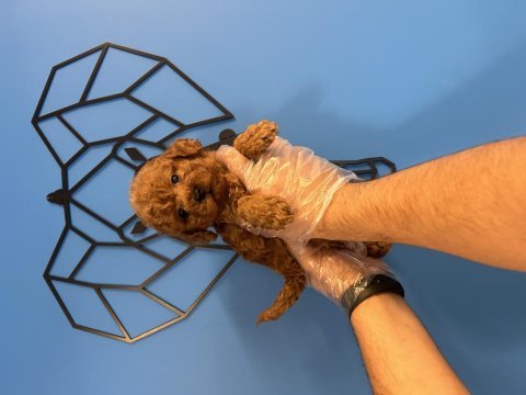 Oyuncak toy poodle bebeklerimiz