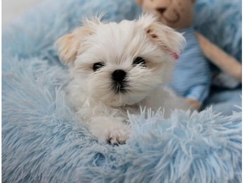 Korean morkie puppies (cheap) 1bucuk kg