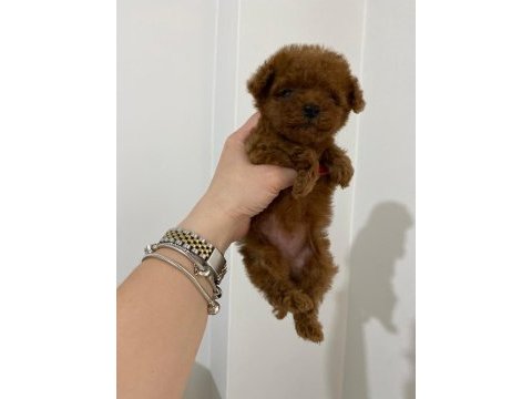 Teacup toy poodle