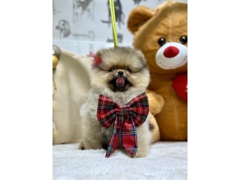 3 aylık dişi show class pomeranian yavrumuz