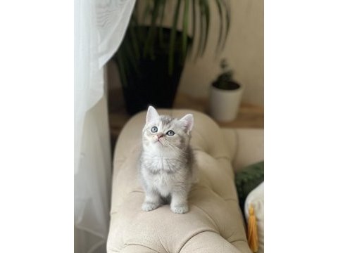 Özel renk silver british shorthair yavrum
