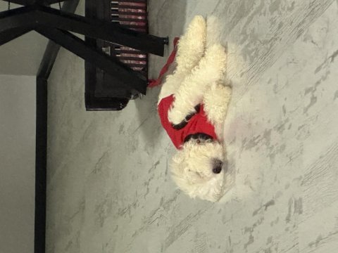 Sahibinden maltese terrier