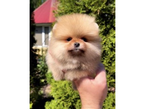 Daha iyisi yok ayı surat pomeranian boo