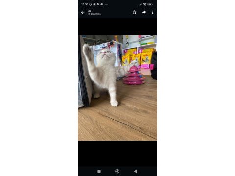 2.5 aylık erkek scottish fold