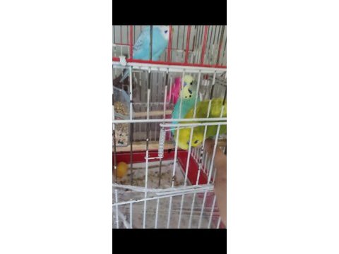 Ücretsiz sahiplendirme muhabbet kuşumuz