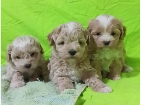 Anne altından o orjinal maltipoo bebekler