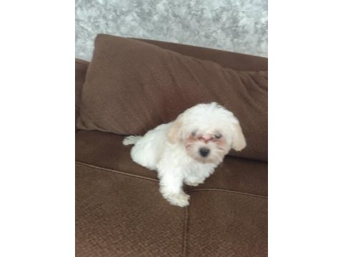 Maltipoo köpeğimiz