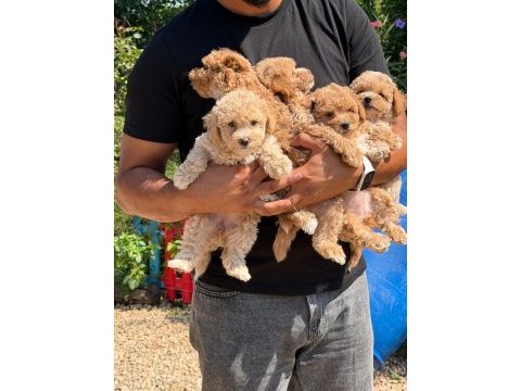 Büyümeyen aşılı çiş eğitimli maltipoo bebekler
