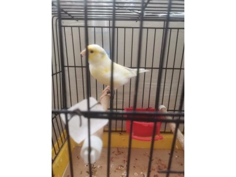 Hazir bangir bangir oter durumda sari mozaik kanarya