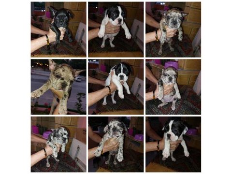 2 aylık fransız bulldog yavruları 7 tane 3 dişi 4 erkek