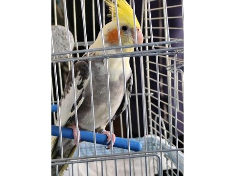 Sultan papağanı 1 yaşında