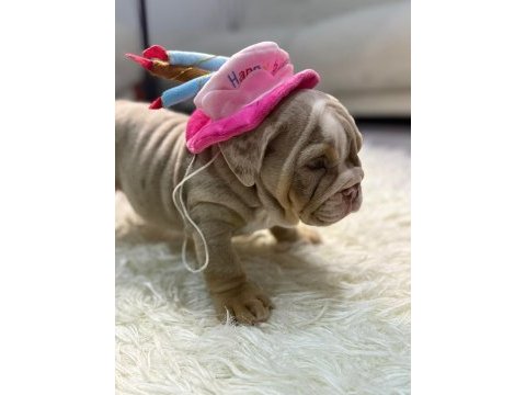 Türkiye de tek english bulldog