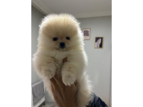 3 aylık sıfır burun orjinal tüm eşyalarıyla pomeranian