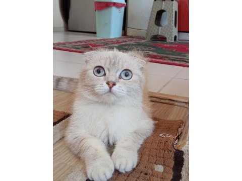 British shorthair beyaz dişi