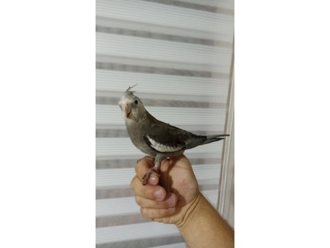 Erkek konuşur vaziyette sultan papağanı grey