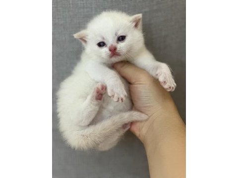 British shorthair beyaz yavru kedimiz