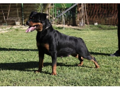 Şecereli safkan diş şampiyon yavrusu rottweiler