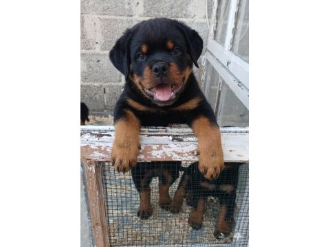 Rottweiler yavru köpekler