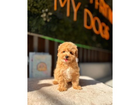 Baby face kore maltipoo köpekler