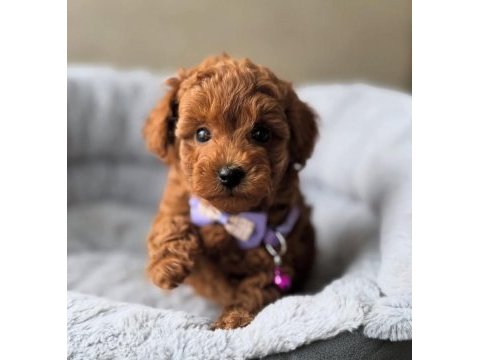 Toy poodle sevimli yavrular