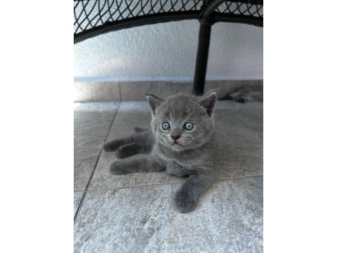 Evde büyüyen sağlıklı scottish fold