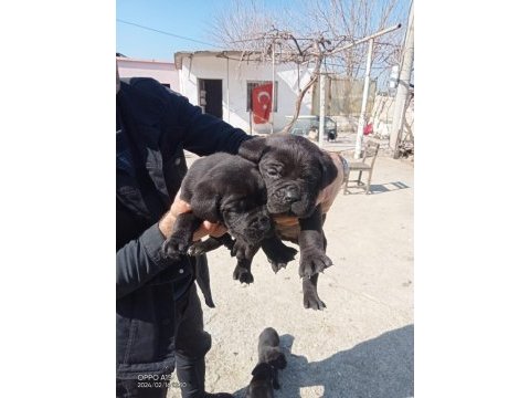 Cane corso yavrularımız yeni ailesini arıyor