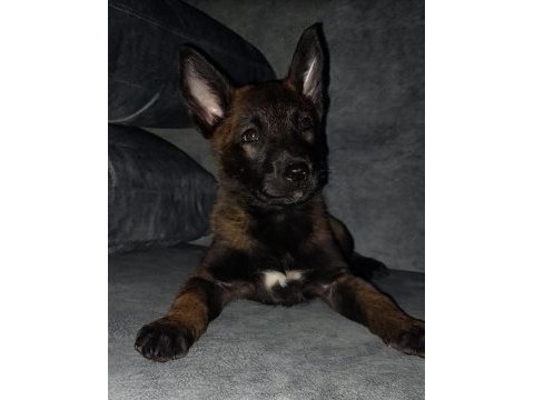 Malinois sadece ne istediğini bilenler iletişime geçsin