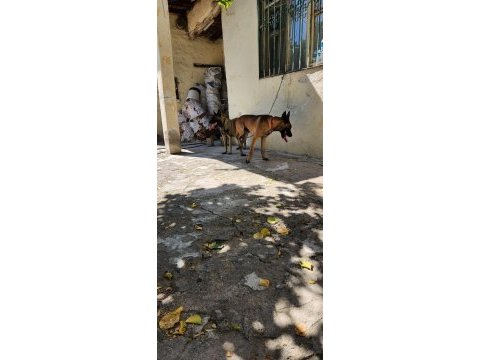 Belçika malinois a kalite yavrular